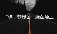 “珠”梦绿茵｜绿茵场上，向阳花开——平沙实小足球小将的汗水与梦想