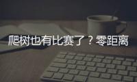爬树也有比赛了	？零距离看运动员争战“椰树之巅”