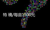 特 稿/每亩1500元收购	：谁在高价割青麦转饲料
�？