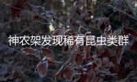 神农架发现稀有昆虫类群，在中国首次记录，全球已知仅5种