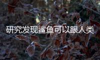 研究发现鲨鱼可以跟人类一样品尝出苦味