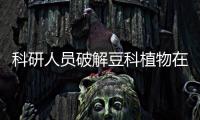 科研人员破解豆科植物在“恐龙大灭绝”时期幸存“密码”