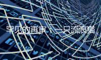 罕见的再审：一只流浪猫与24万元赔偿