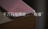 千万只鸟殒命，“鸟撞”现场调查，小鸟侦探请答题