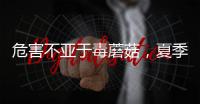 危害不亚于毒蘑菇
，夏季吃海鲜小心贝类中毒