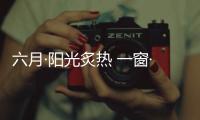 六月·阳光炙热 一窗·微风徐来