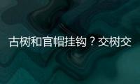 古树和官帽挂钩	？交树交印，明代就有了