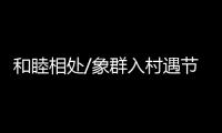 和睦相处/象群入村遇节庆 民众：欢迎来做客