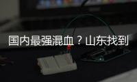 国内最强混血？山东找到未来核心 曲绍斌若带他世青赛成绩或更好