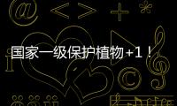 国家一级保护植物+1！珠海新发现紫纹兜兰野生群落