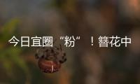 今日宜圈“粉”！簪花中华白海豚亮相