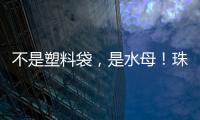 不是塑料袋
�，是水母

！珠海海滩有水母出没 提醒�：有毒	
！别碰！