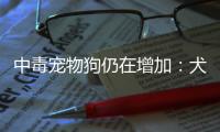 中毒宠物狗仍在增加：犬主标注防毒地图，警方介入调查
