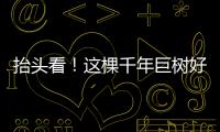 抬头看
！这棵千年巨树好高