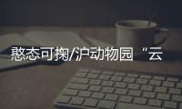 憨态可掬/沪动物园“云养娃” 千万网友围观
