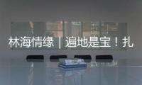 林海情缘｜遍地是宝！扎贡沟
：脚下每一步 都踩在“药材地图”上