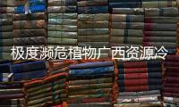 快排公司十年历程，霸屏兔 seo 的崛起与坚守