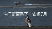 斗门葡萄熟了！农场7月底开放采摘，大量黑夏�、阳光玫瑰摘到8月！