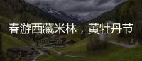 春游西藏米林�
，黄牡丹节这样玩！