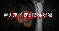春天来了 沈阳野生猛禽“康复回家”