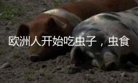 欧洲人开始吃虫子，虫食能否颠覆传统饮食格局？