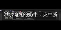 洪水淹死的奶牛，灾中断裂的生计