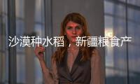 沙漠种水稻
，新疆粮食产量赶超江西辽宁，背后是一场惊天巨变