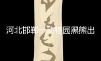 河北邯郸一动物园黑熊出逃后被安全找回
