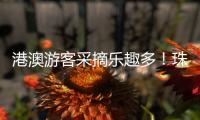港澳游客采摘乐趣多！珠海盐碱地里水果喜迎丰收