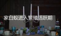 家白蚁进入繁殖活跃期 ，这些预防灭杀建议请收好→