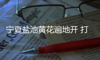 宁夏盐池黄花遍地开 打造黄花菜产业链条、拓展农户增收渠道