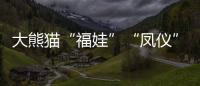 大熊猫“福娃”“凤仪”平安回国