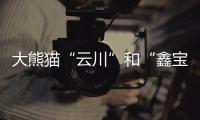 大熊猫“云川”和“鑫宝”将赴美，期限10年