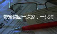 带宠物回一次家，一只狗要比一只猫多花多少钱�？｜春节账单④