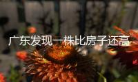 广东发现一株比房子还高的“龟背竹”，主人一千块都不舍得卖