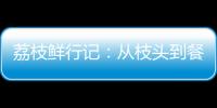 荔枝鲜行记
：从枝头到餐桌，中国重汽豪沃TS7冷藏车让鲜甜如约而至