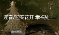 迎春/迎春花开 幸福处处