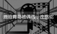 鹿晗青岛被偶遇，走路驼背高低肩像老头，未戴口罩买奶茶浑身松弛