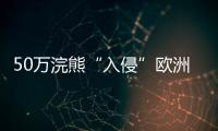 50万浣熊“入侵”欧洲，“生态害兽”泛滥难解