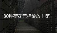 80种荷花竞相绽放！第三届横琴荷花节启幕