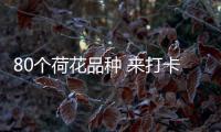 80个荷花品种 来打卡夏日花界顶流！第三届横琴荷花节开幕