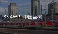83.4米！ 中国巨树首次攀测综合科考完成