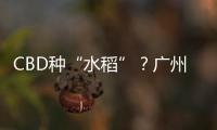 快排公司十年历程，霸屏兔 seo 的崛起与坚守