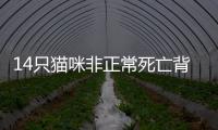 14只猫咪非正常死亡背后
，警惕“踢猫效应”