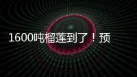 1600吨榴莲到了！预计本月中下旬降价