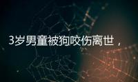 3岁男童被狗咬伤离世，城市流浪狗怎么管